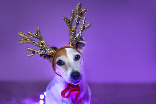 Festive Portrait Dog for Christmas with deer horns in neon purple light
