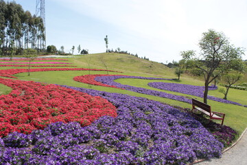 Field of colorful flowers 