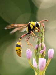 Vertical macro shot of a potter wasp (Eumeninae) on a plant against green background
