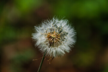 Dandelion on blurred green background