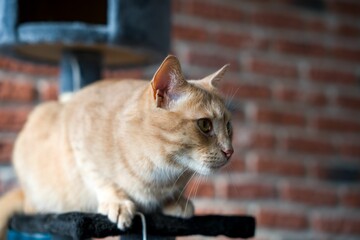 Focused European ginger cat on playing stand with brick wall background