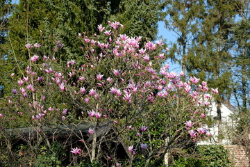 FU 2022-03-24 ChrisFeld 23 Der Magnolienbaum blüht