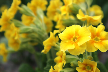 Yellow  primrose flowers in a pot