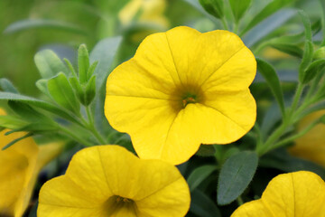 Yellow  primrose flowers in a pot