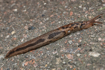 A great slug (lat. Limax maximus) crawls along the paths in the garden. The great slug is a terrestrial gastropod mollusk of the order pulmonary snails of the family Limacidae.