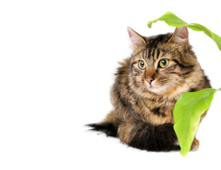 portrait of cat, png file