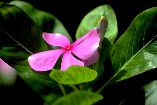 Purple Flower In The Garden