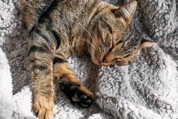 Cute tabby cat sleeping wrapped in warm gray plaid. Striped cat napping on couch. Pet in cozy cute warm home.