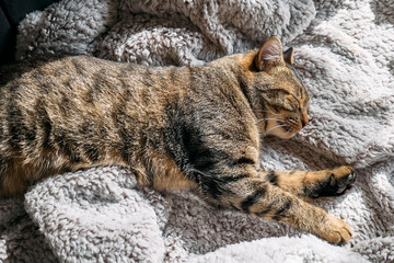 Cute tabby cat sleeping wrapped in warm gray plaid. Striped cat napping on couch. Pet in cozy cute warm home.