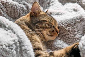 Naklejka premium Cute tabby cat sleeping wrapped in warm gray plaid. Striped cat napping on couch. Pet in cozy cute warm home.
