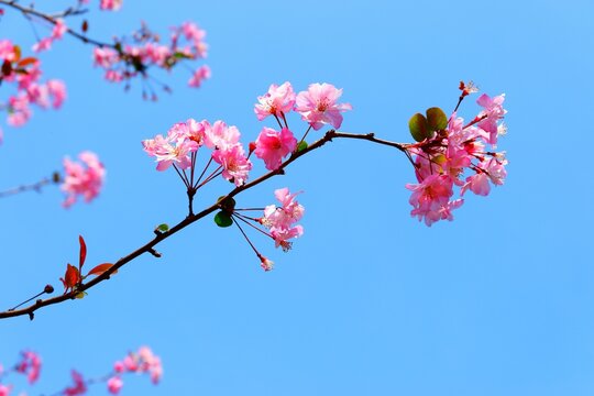 Selective focus shot of pink sakura blossom flowers blooming on tree in garden in bright sunlight