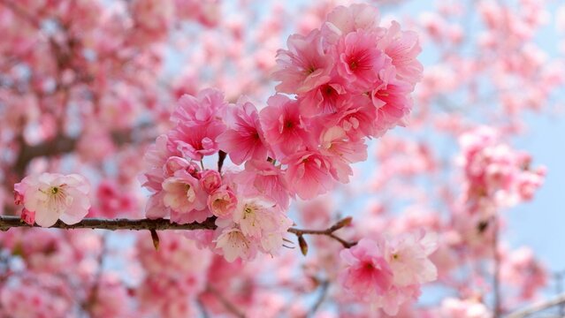 Selective focus shot of pink sakura blossom flowers blooming on tree in garden in bright sunlight