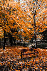 bench in autumn park