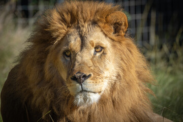 portrait d'un lion en gros plan