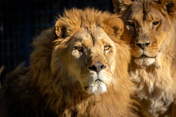 portrait d'un lion et d'une lionne en gros plan