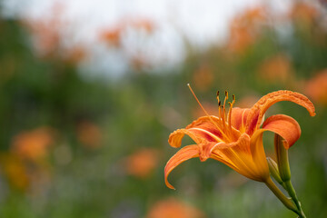 close up tiger lily against a blurred background
