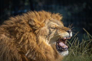 portrait d'un lion en train de rugir