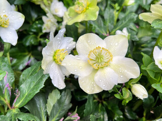 Helleborus niger, commonly called Christmas rose or black hellebore, is an evergreen perennial flowering plant in the buttercup family, Ranunculaceae. It is poisonous. 