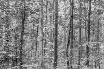 trunks in forest