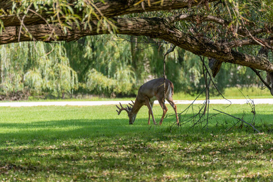White-tailed Buck Deer Feeding On Summer Grass © Barbara