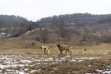 Romania, 2021-12-30. Two dogs in a mountainous landscape in the Bucovina region.