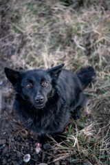 Romania, 2022-01-01. A black Romanian sheepdog smiling.