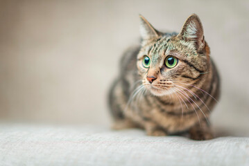 Close-up portrait of a beautiful domestic cat in the studio. © shymar27