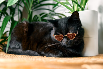 Cute funny black cat, wearing pink sunglasses a shape of heat, sleeping near tropical house plants....