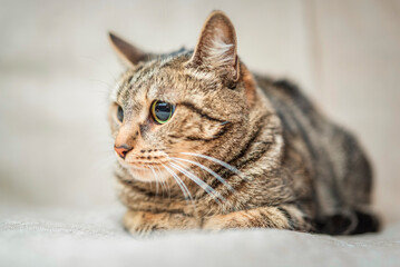 Close-up portrait of a beautiful domestic cat in the studio.