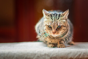 Close-up portrait of a beautiful domestic cat in the studio.
