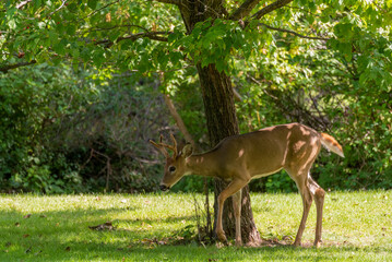 White-tailed Buck Deer Feeding On Summer Grass