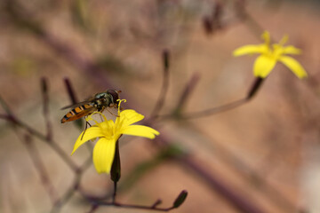 Syrphid fly - hover fly - flower fly - Allograpta obliqua