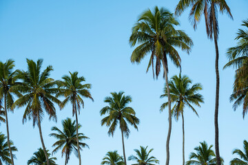 Fototapeta na wymiar several coconut trees in sunny day and blue sky