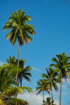 several coconut trees in sunny day and blue sky