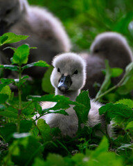 Swanling relaxing
