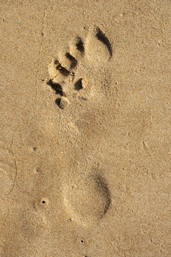 human footprint of left foot in beach sand