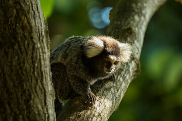 little monkey on tree branch