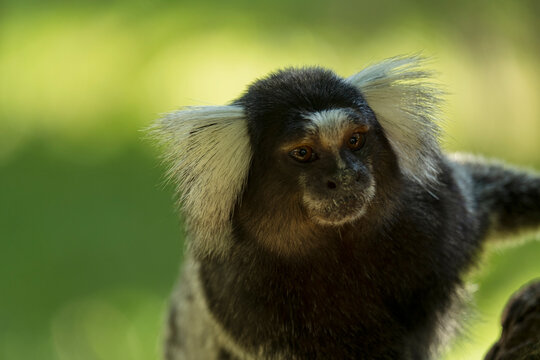 small monkey with black fur and white parts