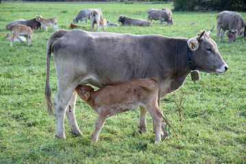 little calf suckling with its mother