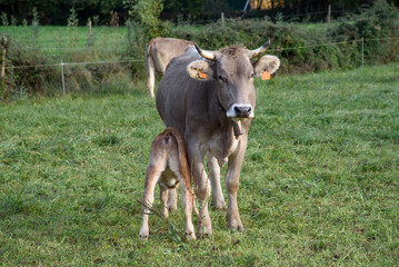 little calf suckling with its mother