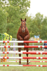  Free jumping competition at rural animal farm