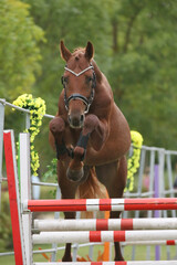  Free jumping competition at rural animal farm