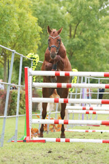  Free jumping competition at rural animal farm