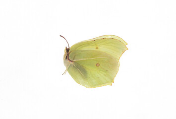 dead yellow butterfly isolated on white background