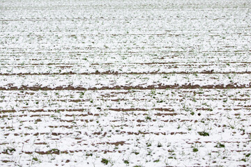 Winter background - rural field covered with white snow