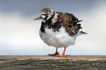 Turnstone
