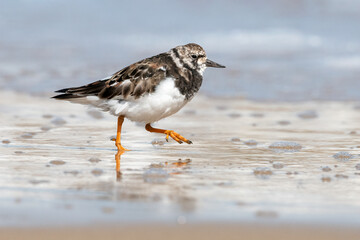Turnstone