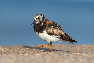 Turnstone