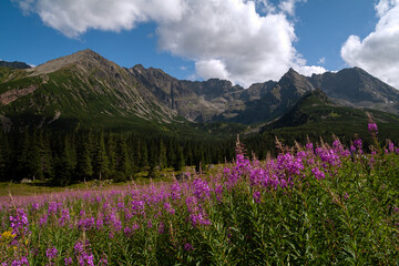 Obraz premium Hala Gąsienicowa, Tatra mountains, Zakopane, Poland