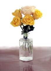 pretty yellow and red roses isolated close up